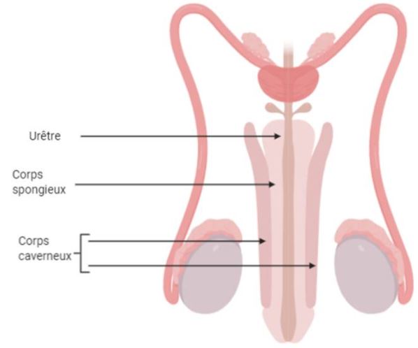 penis cu aspect sănătos