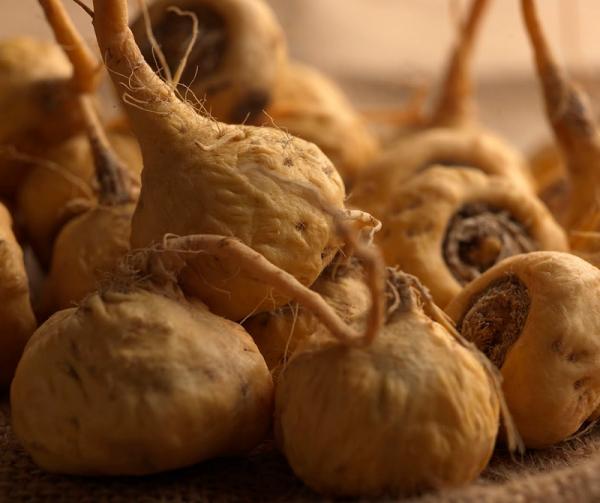 manger de la maca pour faire durer les érections