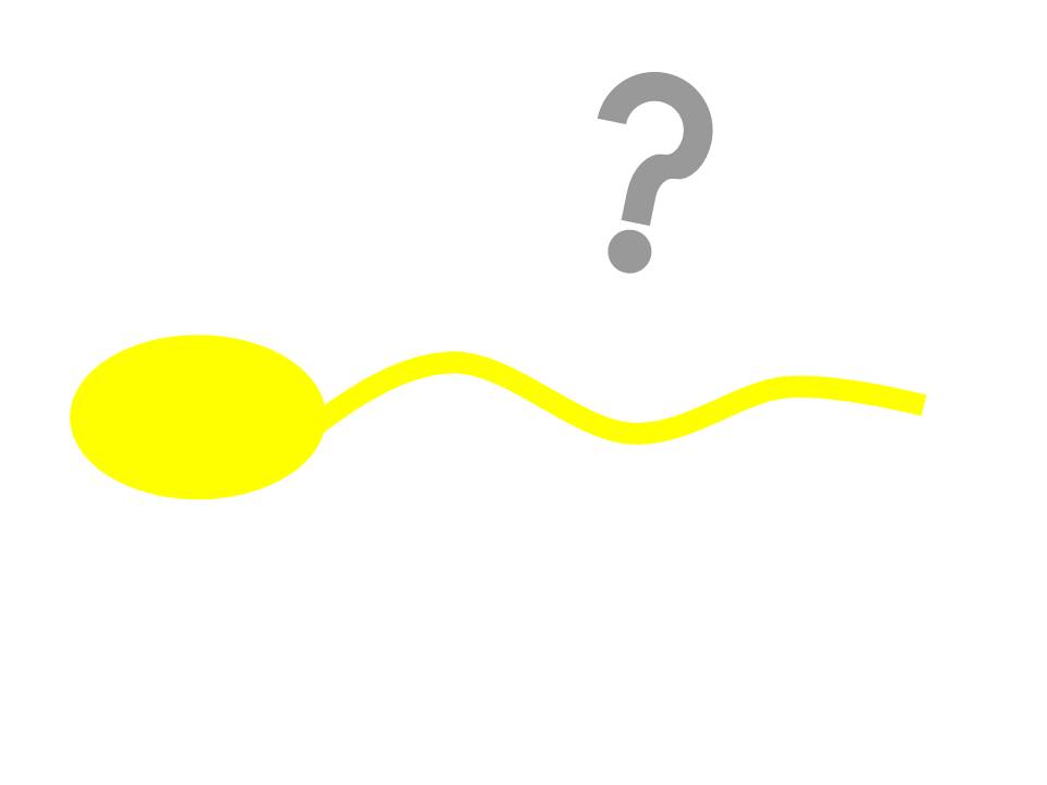 spermatozoïdes jaunes