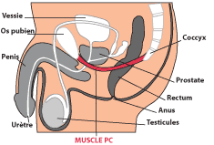 exercices de kegel homme