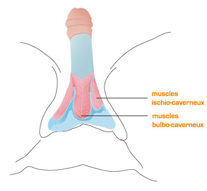 Comment Faire Éjaculer Une Femme