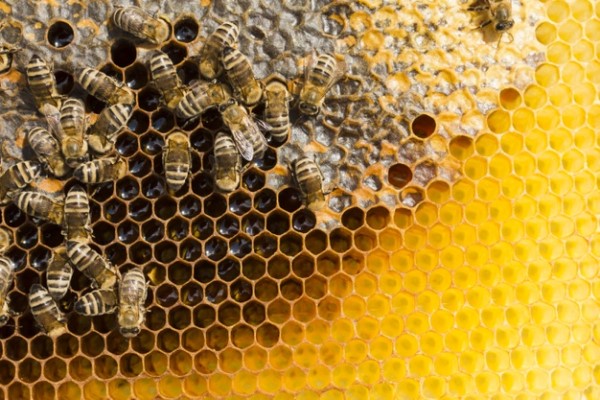 Miel aphrodisiaque : comment utiliser le miel pour bander ?