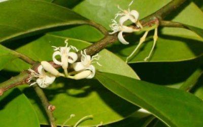 Muira Puama : présentation de l’écorce de bois bandé