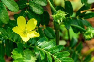 Le Tribulus Terrestris