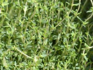 Thym herbe aphrodisiaque